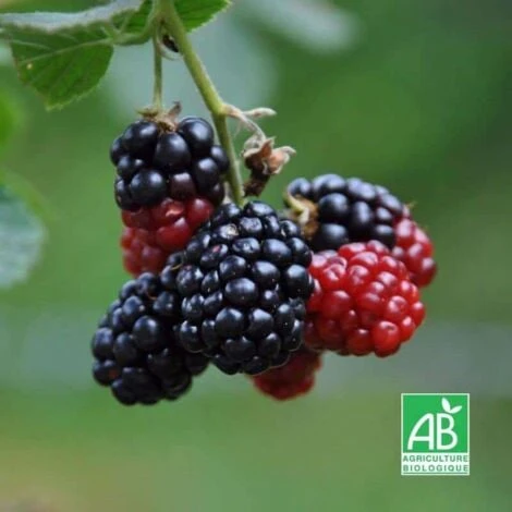 Mûrier Sans Épines 'Black Satin' BIO - Godet 9cm 1 Mûrier Sans Épines 'Black Satin' BIO - Godet 9cm