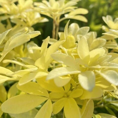 Oranger Du Mexique 'Sundance' - Godet - Taille 13/25cm 1 Oranger Du Mexique 'Sundance' - Godet - Taille 13/25cm