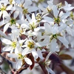 Amelanchier Des Bois (Amelanchier Ovalis) - Godet - Taille 20/40cm -Bostikhost Magasin 2719321 3