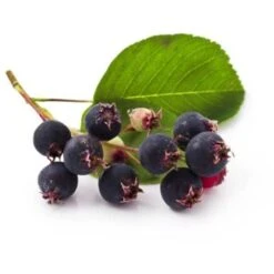 Amelanchier Des Bois (Amelanchier Ovalis) - Godet - Taille 20/40cm -Bostikhost Magasin 2719321 4