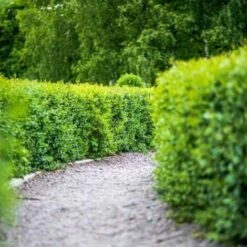 Troène De Californie (Ligustrum Ovalifolium) - Godet - Taille 13/25cm