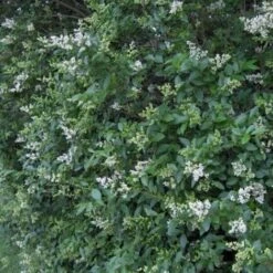 Troène De Californie (Ligustrum Ovalifolium) - Godet - Taille 13/25cm -Bostikhost Magasin 2719322 3