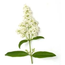 Troène De Californie (Ligustrum Ovalifolium) - Godet - Taille 13/25cm -Bostikhost Magasin 2719322 4