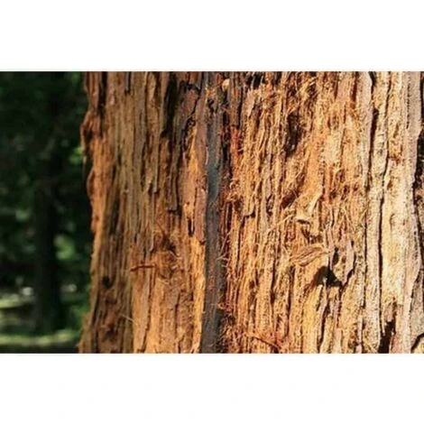 Séquoia Toujours Vert (Sequoia Sempervirens) - Godet - Taille 20/40cm 2 Séquoia Toujours Vert (Sequoia Sempervirens) - Godet - Taille 20/40cm – Image 2