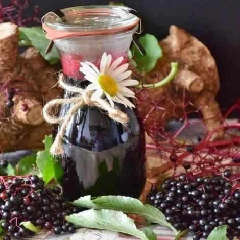 Sureau Noir (Sambucus Nigra) - Godet - Taille 13/25cm 2 Sureau Noir (Sambucus Nigra) - Godet - Taille 13/25cm – Image 2