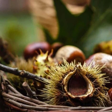 Châtaignier Commun (Castanea Sativa) - Godet - Taille 20/40cm 1 Châtaignier Commun (Castanea Sativa) - Godet - Taille 20/40cm