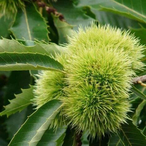 Châtaignier Commun (Castanea Sativa) - Godet - Taille 20/40cm 2 Châtaignier Commun (Castanea Sativa) - Godet - Taille 20/40cm – Image 2