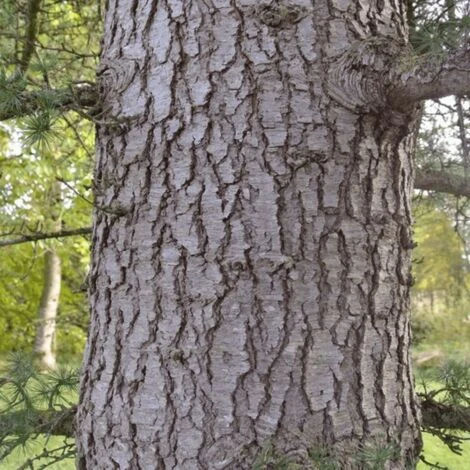 Cèdre Du Liban (Cedrus Libani) - Godet - Taille 13/25cm 2 Cèdre Du Liban (Cedrus Libani) - Godet - Taille 13/25cm – Image 2