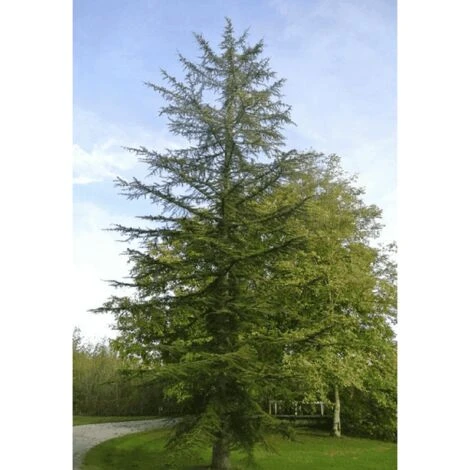 Cèdre Du Liban (Cedrus Libani) - Godet - Taille 13/25cm 3 Cèdre Du Liban (Cedrus Libani) - Godet - Taille 13/25cm – Image 3