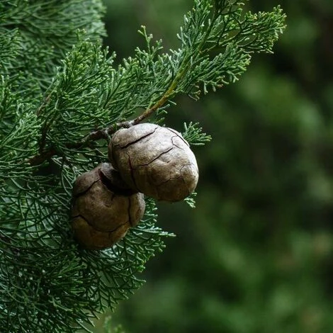 Cyprès De Provence (Cupressus Sempervirens) - Godet - Taille 15/30cm 2 Cyprès De Provence (Cupressus Sempervirens) - Godet - Taille 15/30cm – Image 2