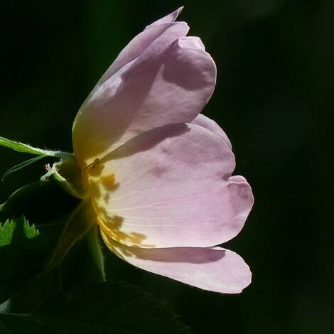 Eglantier Ou Rosier Des Chiens (Rosa Canina) - Godet - Taille 20/40cm 2 Eglantier Ou Rosier Des Chiens (Rosa Canina) - Godet - Taille 20/40cm â Image 2