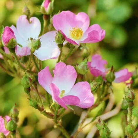 Eglantier Ou Rosier Des Chiens (Rosa Canina) - Godet - Taille 20/40cm 3 Eglantier Ou Rosier Des Chiens (Rosa Canina) - Godet - Taille 20/40cm â Image 3