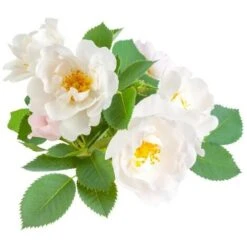 Eglantier Ou Rosier Des Chiens (Rosa Canina) - Godet - Taille 20/40cm 7 Eglantier Ou Rosier Des Chiens (Rosa Canina) - Godet - Taille 20/40cm -Bostikhost Magasin 2719351 4