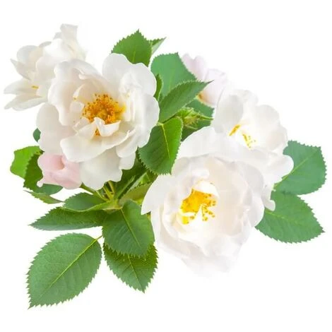 Eglantier Ou Rosier Des Chiens (Rosa Canina) - Godet - Taille 20/40cm 4 Eglantier Ou Rosier Des Chiens (Rosa Canina) - Godet - Taille 20/40cm â Image 4