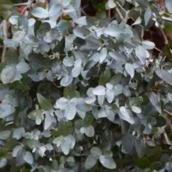 Eucalyptus (Eucalyptus Gunnii) - Godet - Taille 13/25cm -Bostikhost Magasin 2719353 3