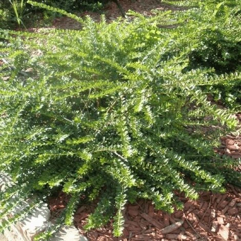 Chèvrefeuille à Feuilles De Buis 'Maigrun' (Lonicera Nitida 'Maigrun') - Godet - Taille 13/25cm 1 Chèvrefeuille à Feuilles De Buis 'Maigrun' (Lonicera Nitida 'Maigrun') - Godet - Taille 13/25cm