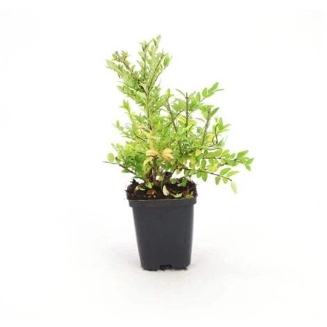Chèvrefeuille à Feuilles De Buis 'Maigrun' (Lonicera Nitida 'Maigrun') - Godet - Taille 13/25cm 2 Chèvrefeuille à Feuilles De Buis 'Maigrun' (Lonicera Nitida 'Maigrun') - Godet - Taille 13/25cm – Image 2