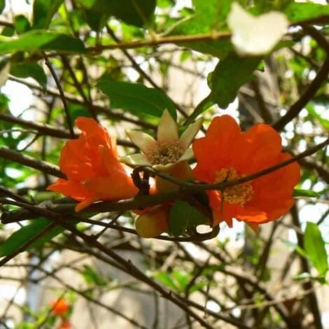 Grenadier (Punica Granatum) - Godet - Taille 13/25cm 2 Grenadier (Punica Granatum) - Godet - Taille 13/25cm – Image 2