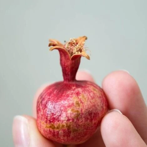 Grenadier (Punica Granatum) - Godet - Taille 13/25cm 3 Grenadier (Punica Granatum) - Godet - Taille 13/25cm – Image 3