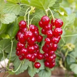 Groseillier à Grappes (Ribes Rubrum) - Godet - Taille 15/30cm