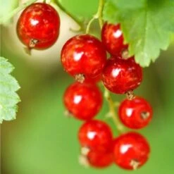 Bostikhost Magasin -Bostikhost Magasin 2753071 2