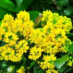 Mahonia à Feuilles De Houx (Mahonia 'Aquifolium') - Godet - Taille 20/40cm