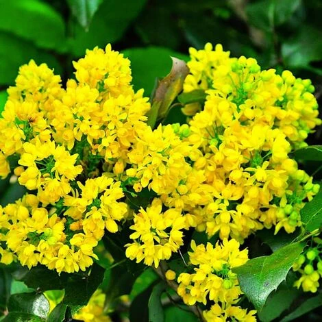 Mahonia à Feuilles De Houx (Mahonia 'Aquifolium') - Godet - Taille 20/40cm 1 Mahonia à Feuilles De Houx (Mahonia 'Aquifolium') - Godet - Taille 20/40cm