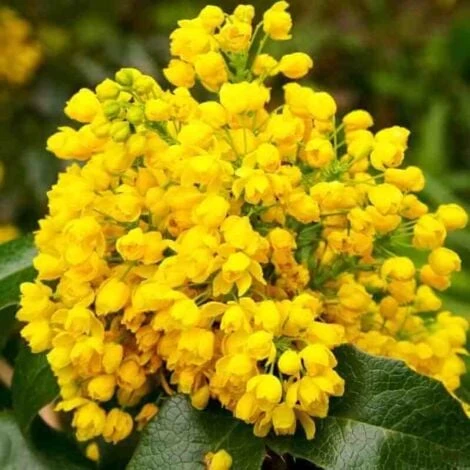Mahonia à Feuilles De Houx (Mahonia 'Aquifolium') - Godet - Taille 20/40cm 2 Mahonia à Feuilles De Houx (Mahonia 'Aquifolium') - Godet - Taille 20/40cm – Image 2