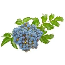 Mahonia à Feuilles De Houx (Mahonia 'Aquifolium') - Godet - Taille 20/40cm 6 Mahonia à Feuilles De Houx (Mahonia 'Aquifolium') - Godet - Taille 20/40cm -Bostikhost Magasin 2753072 3