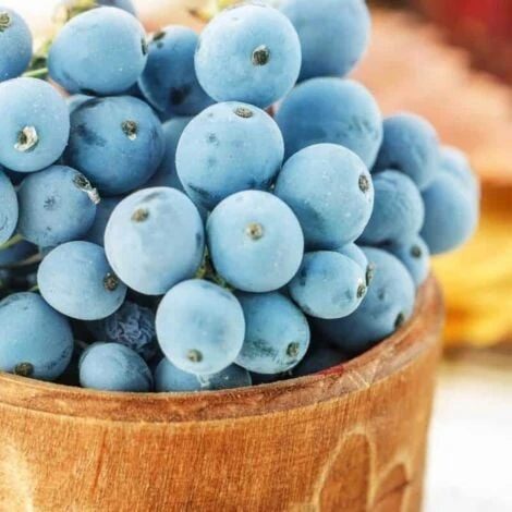 Mahonia à Feuilles De Houx (Mahonia 'Aquifolium') - Godet - Taille 20/40cm 4 Mahonia à Feuilles De Houx (Mahonia 'Aquifolium') - Godet - Taille 20/40cm – Image 4