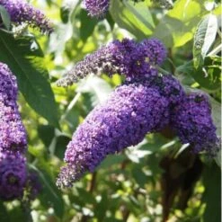Arbre à Papillons (Buddleia Davidii) - Godet - Taille 20/40cm