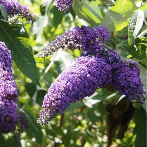 Arbre à Papillons (Buddleia Davidii) - Godet - Taille 20/40cm 1 Arbre à Papillons (Buddleia Davidii) - Godet - Taille 20/40cm