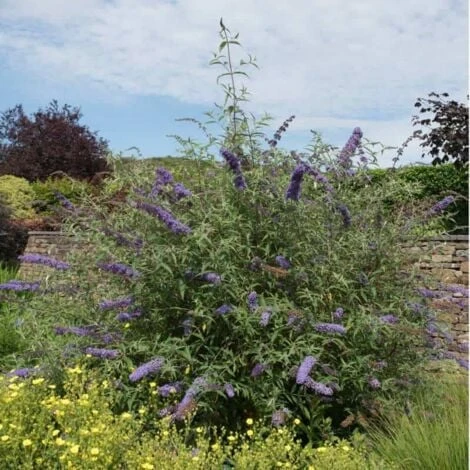 Arbre à Papillons (Buddleia Davidii) - Godet - Taille 20/40cm 2 Arbre à Papillons (Buddleia Davidii) - Godet - Taille 20/40cm – Image 2