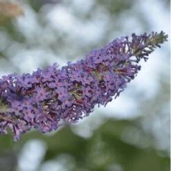 Arbre à Papillons (Buddleia Davidii) - Godet - Taille 20/40cm 5 Arbre à Papillons (Buddleia Davidii) - Godet - Taille 20/40cm -Bostikhost Magasin 2753074 3
