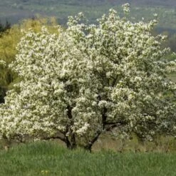 Mûrier Blanc (Morus Alba) - Godet - Taille 10/15cm -Bostikhost Magasin 2753090 3