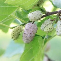 Mûrier Blanc (Morus Alba) - Godet - Taille 10/15cm -Bostikhost Magasin 2753090 4