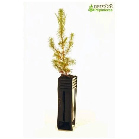 Pin D'Alep (Pinus Halepensis) - Godet - Taille 13/25cm 2 Pin D'Alep (Pinus Halepensis) - Godet - Taille 13/25cm – Image 2