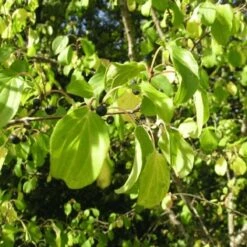 Nerprun Purgatif (Rhamnus Cathartica) - Godet - Taille 13/25cm