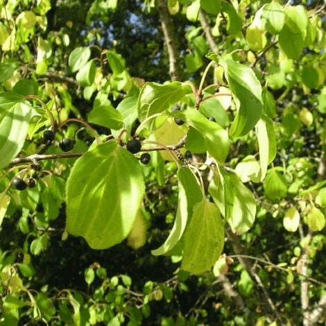 Nerprun Purgatif (Rhamnus Cathartica) - Godet - Taille 13/25cm 1 Nerprun Purgatif (Rhamnus Cathartica) - Godet - Taille 13/25cm