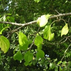 Nerprun Purgatif (Rhamnus Cathartica) - Godet - Taille 13/25cm 6 Nerprun Purgatif (Rhamnus Cathartica) - Godet - Taille 13/25cm -Bostikhost Magasin 2753094 2