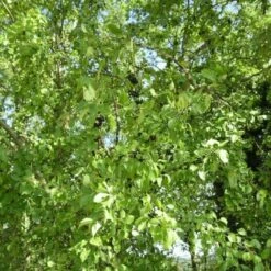 Nerprun Purgatif (Rhamnus Cathartica) - Godet - Taille 13/25cm 7 Nerprun Purgatif (Rhamnus Cathartica) - Godet - Taille 13/25cm -Bostikhost Magasin 2753094 3