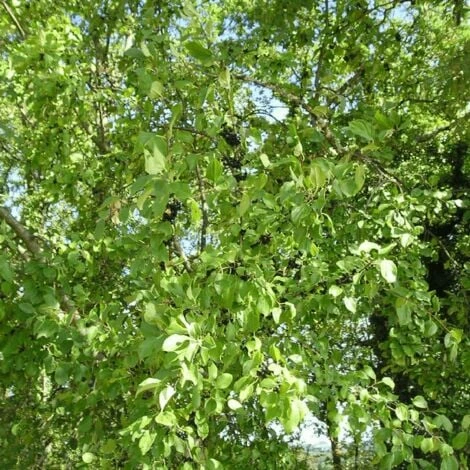 Nerprun Purgatif (Rhamnus Cathartica) - Godet - Taille 13/25cm 3 Nerprun Purgatif (Rhamnus Cathartica) - Godet - Taille 13/25cm – Image 3