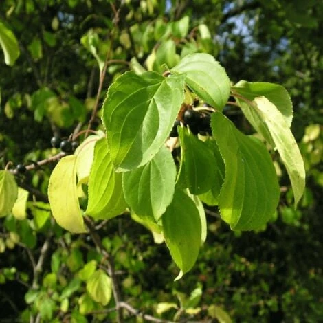 Nerprun Purgatif (Rhamnus Cathartica) - Godet - Taille 13/25cm 4 Nerprun Purgatif (Rhamnus Cathartica) - Godet - Taille 13/25cm – Image 4