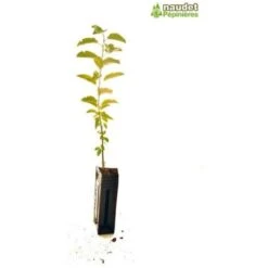 Nerprun Purgatif (Rhamnus Cathartica) - Godet - Taille 13/25cm 9 Nerprun Purgatif (Rhamnus Cathartica) - Godet - Taille 13/25cm -Bostikhost Magasin 2753094 5