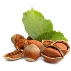 Noisetier Commun Ou Coudrier (Corylus Avellana) - Godet - Taille 20/40cm -Bostikhost Magasin 2753095 4