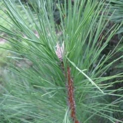 Pin De Salzmann (Pinus Nigra Salzmanii) - Godet - Taille 13/25cm