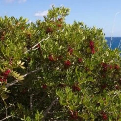 Pistachier Lentisque (Pistacia Lentiscus) - Godet - Taille 15/30cm