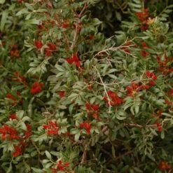 Pistachier Lentisque (Pistacia Lentiscus) - Godet - Taille 15/30cm -Bostikhost Magasin 2753099 3