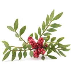 Pistachier Lentisque (Pistacia Lentiscus) - Godet - Taille 15/30cm -Bostikhost Magasin 2753099 4