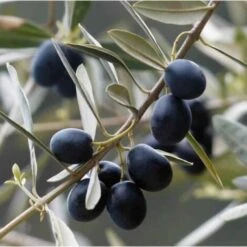 Olivier Commun (Olea Europaea 'Sylvestris') - Godet - Taille 20/40cm